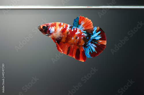 Betta fish Koi galaxy nemo fancy Siamese fighting fish in fish tank photo