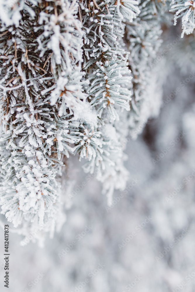 Frost covered Christmas tree in winter Frost covered Christmas tree in winter