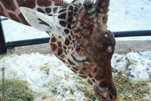 Canvas Print portrait of a giraffe