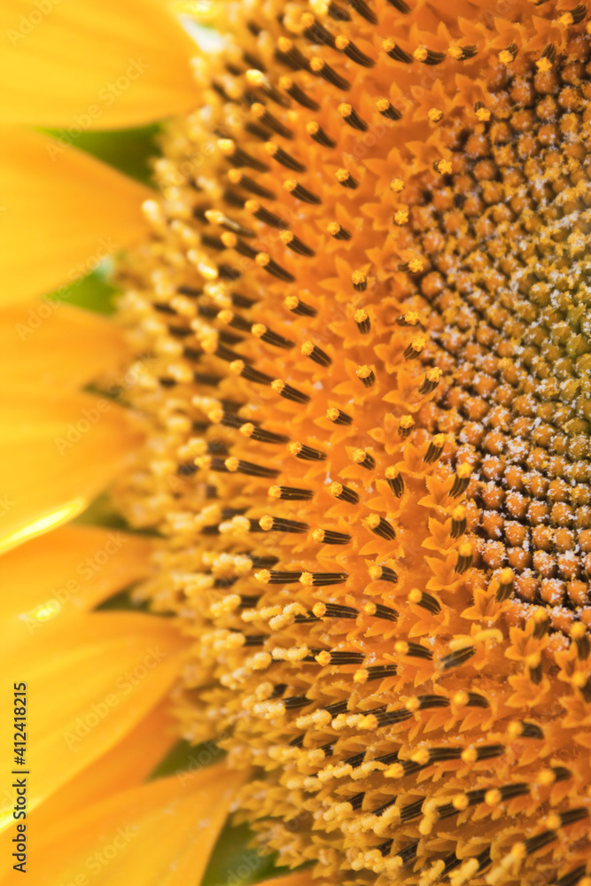 Macro sunflower Macro sunflower