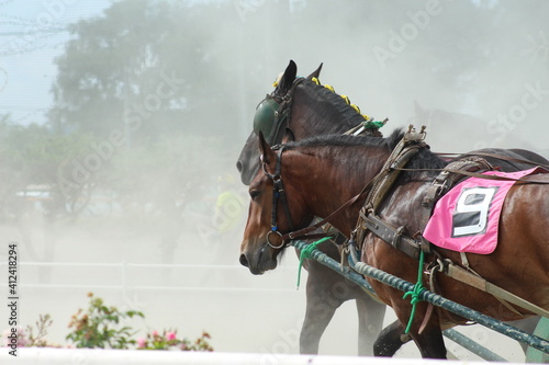 Racehorse in japan hokkaido