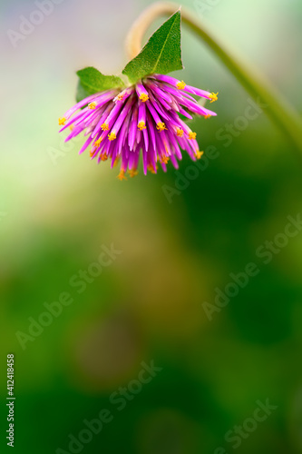 Gomphrena photo