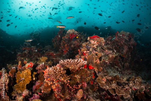 Underwater photography, scuba divers swimming among colorful reef ecosystem surrounded by tropical reef fish. Colorful reef life, tropical ocean scene © Aaron