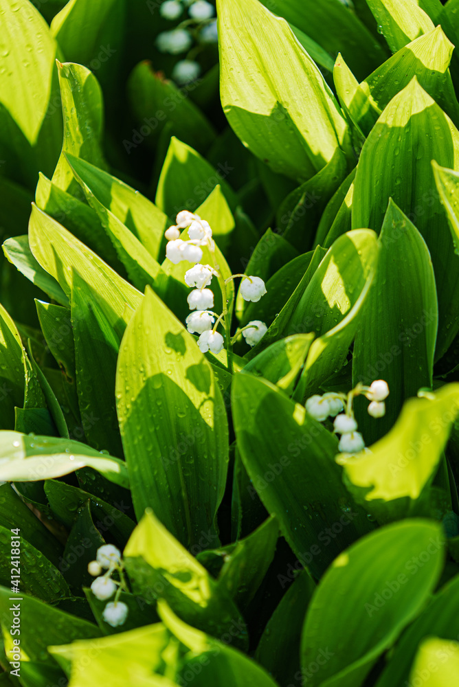 Fototapeta premium lily of the valley in the garden
