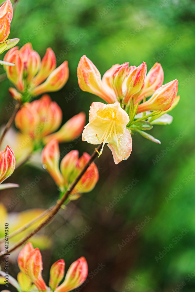 Fototapeta premium magnolia flowers in the garden