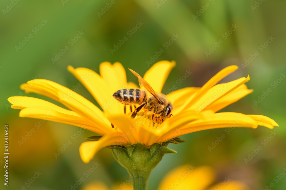 Bee and flower. Close up of a large striped bee collecting pollen on a yellow flower on a Sunny bright day. Macro horizontal photography. Summer and spring backgrounds. Bee and flower. Close up of a large striped bee collecting pollen on a yellow flower on a Sunny bright day. Macro horizontal photography. Summer and spring backgrounds.