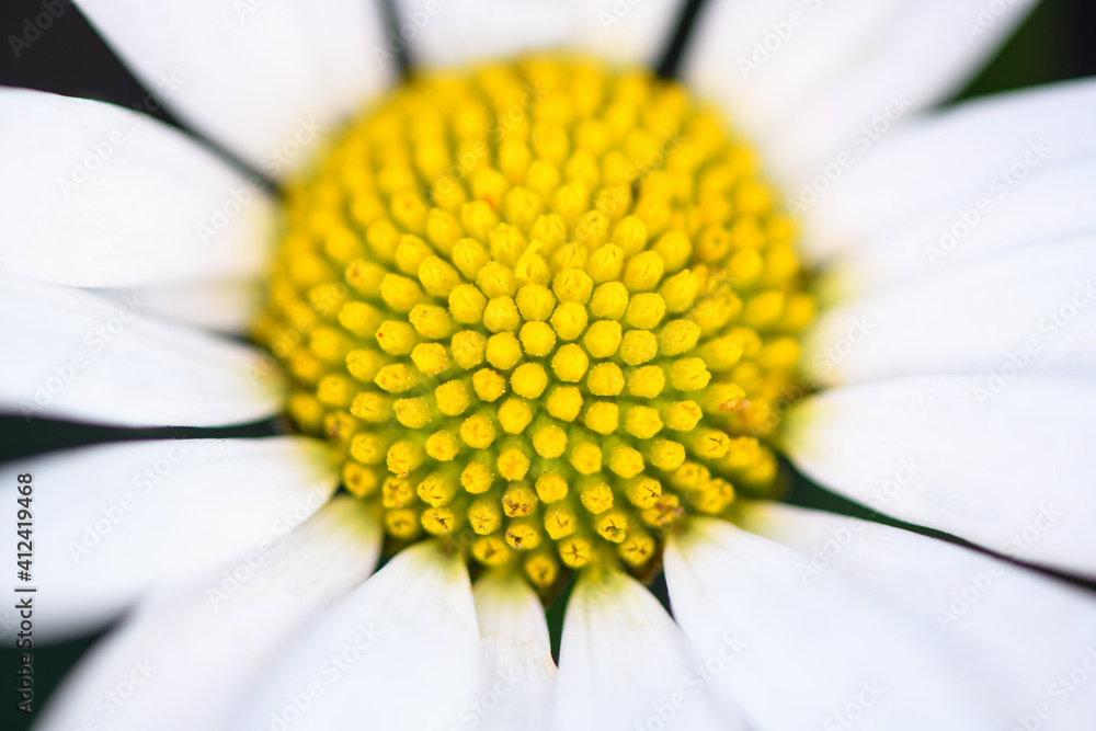 Camomile flower in the garden in summer, top view, Selective focus. Macro, close up Camomile flower in the garden in summer, top view, Selective focus. Macro, close up