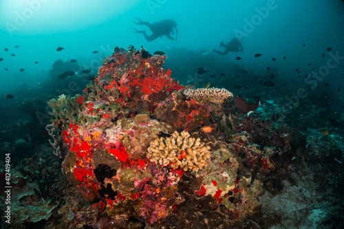 Underwater photography, scuba divers swimming among colorful reef ecosystem surrounded by tropical reef fish. Colorful reef life, tropical ocean scene