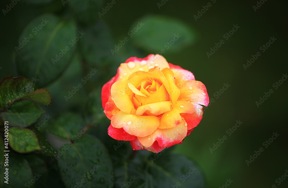 Art photo rose isolated on the natural blurred background. Closeup. For design, texture, background. Nature. Drops of morning dew on rose petals. Home garden. Art photo rose isolated on the natural blurred background. Closeup. For design, texture, background. Nature. Drops of morning dew on rose petals. Home garden.