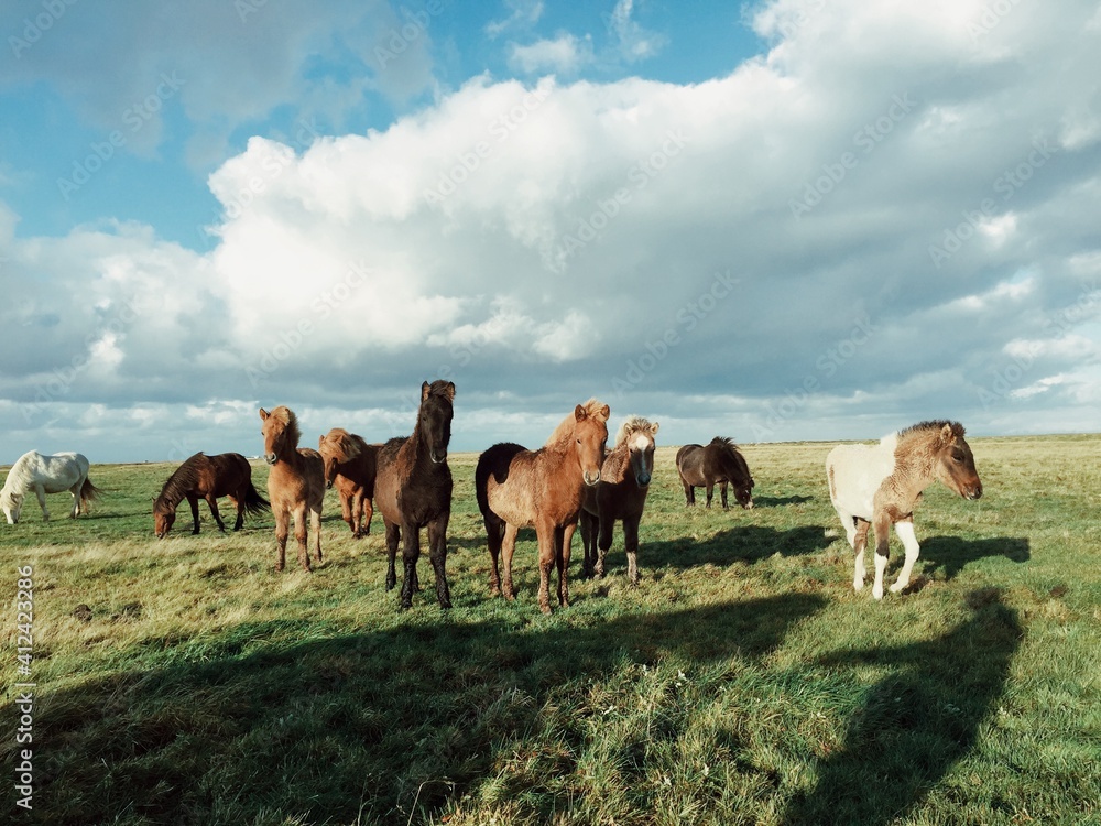 Wild Horses in a Field Wild Horses in a Field