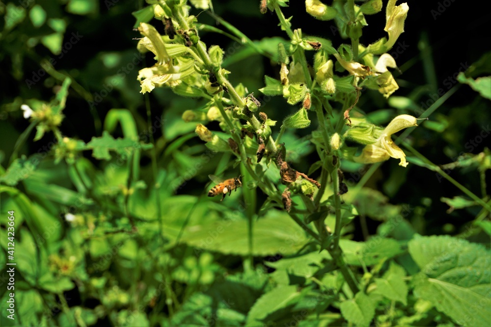 Bee flying to blooming Salvia glutinosa plant Bee flying to blooming Salvia glutinosa plant