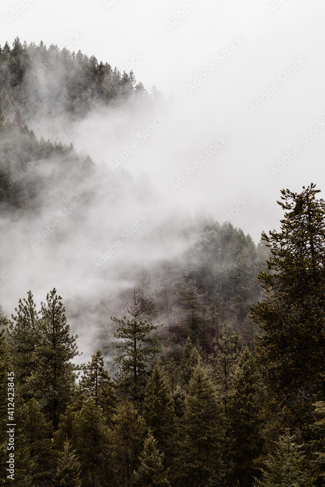 Thick clouds and pine trees on mountain side. Thick clouds and pine trees on mountain side.