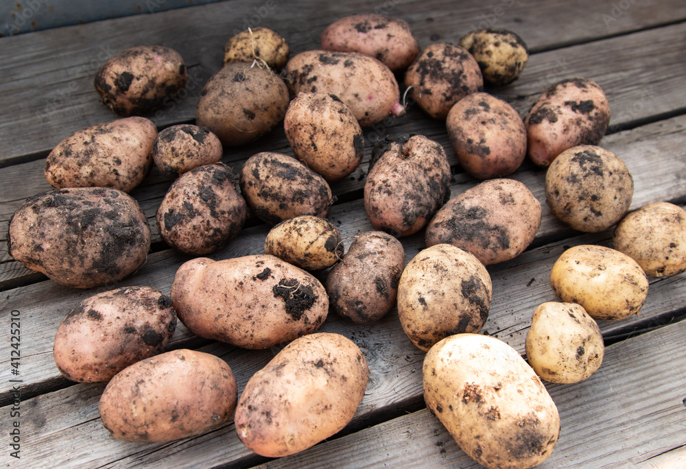 fresh potatoes on a wooden background fresh potatoes on a wooden background