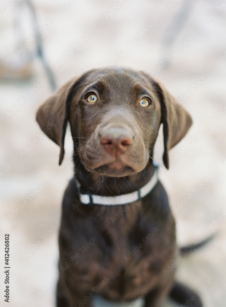 Chocolate Labrador Puppy Chocolate Labrador Puppy