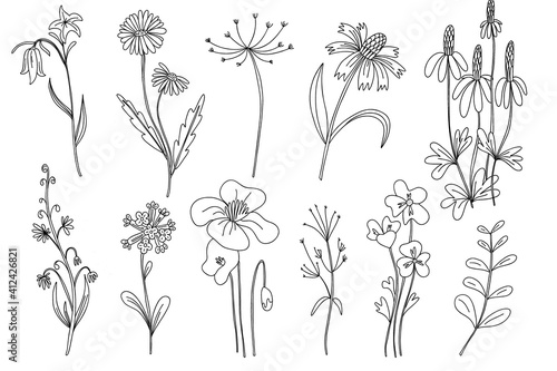 Wild flowers set. Hand drawn line black flowers, herbs and leaves, stem and petals. Herbal and meadow plant collection, decor floral elegant elements. Vector isolated botanical illustration