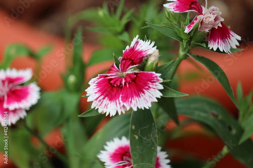 red and white flowers Chennai