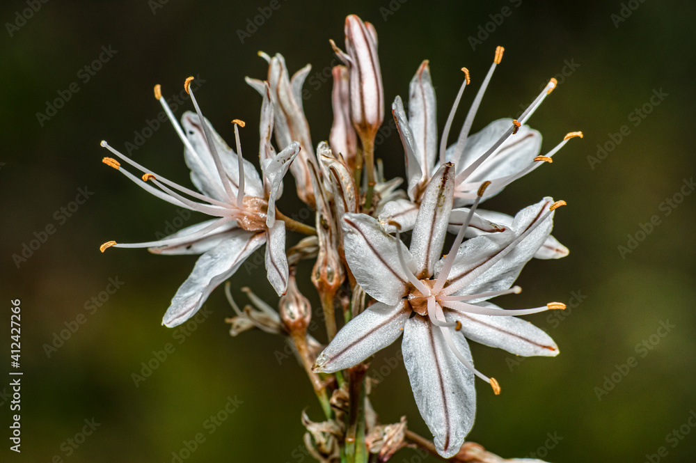 Asphodel Photographed in the Countryside of Sardinia with Selective Focus, Blurred Background and Small Depth of Field Asphodel Photographed in the Countryside of Sardinia with Selective Focus, Blurred Background and Small Depth of Field