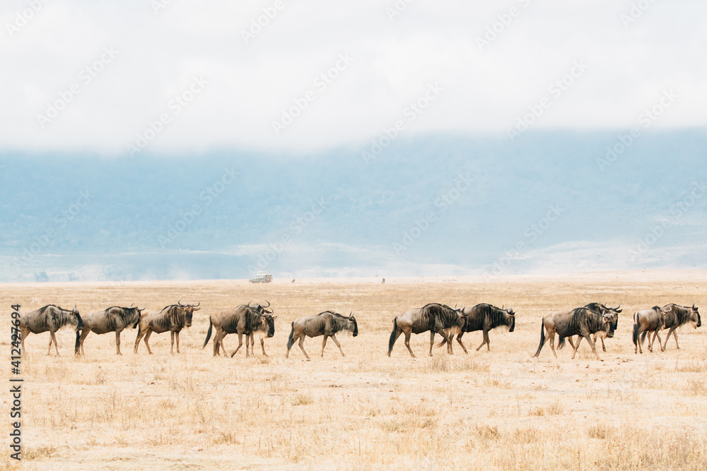 herd of wildebeest walking in Ngorongoro Crater, Tanzania herd of wildebeest walking in Ngorongoro Crater, Tanzania