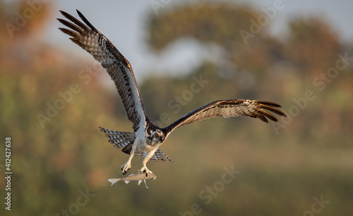 An osprey fishing in Florida 