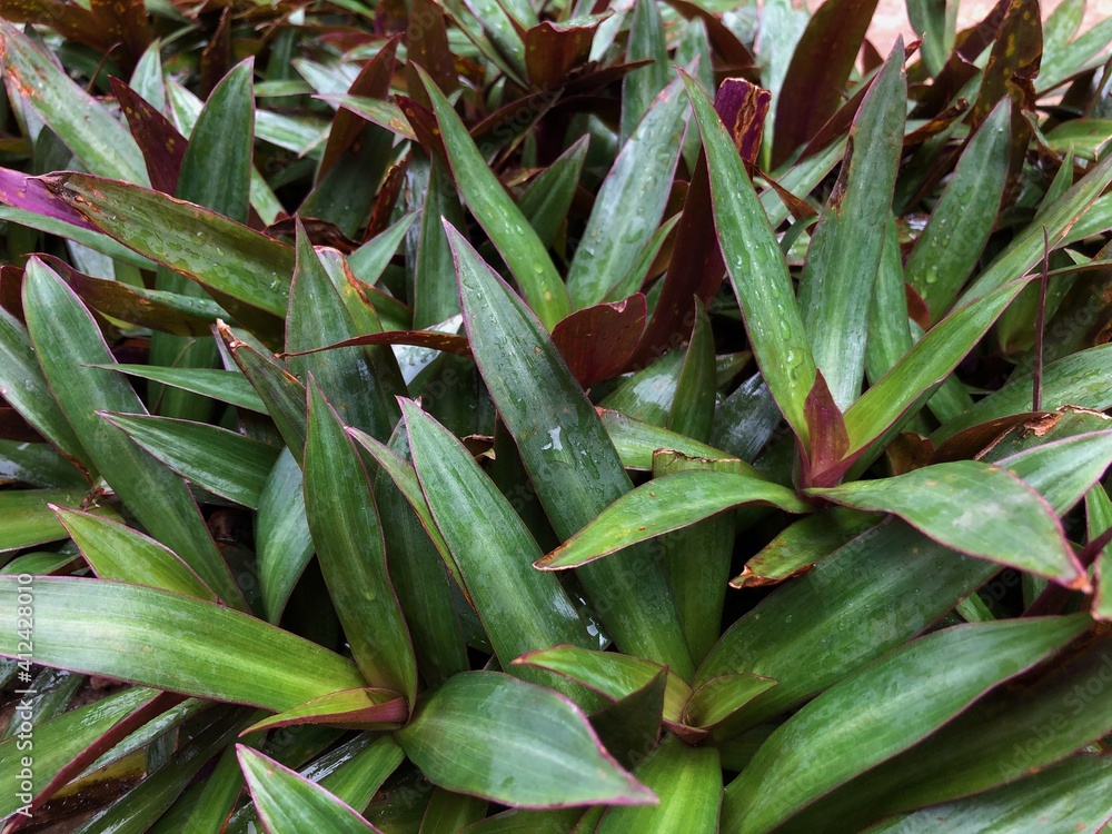 Fototapeta premium aloe vera plant