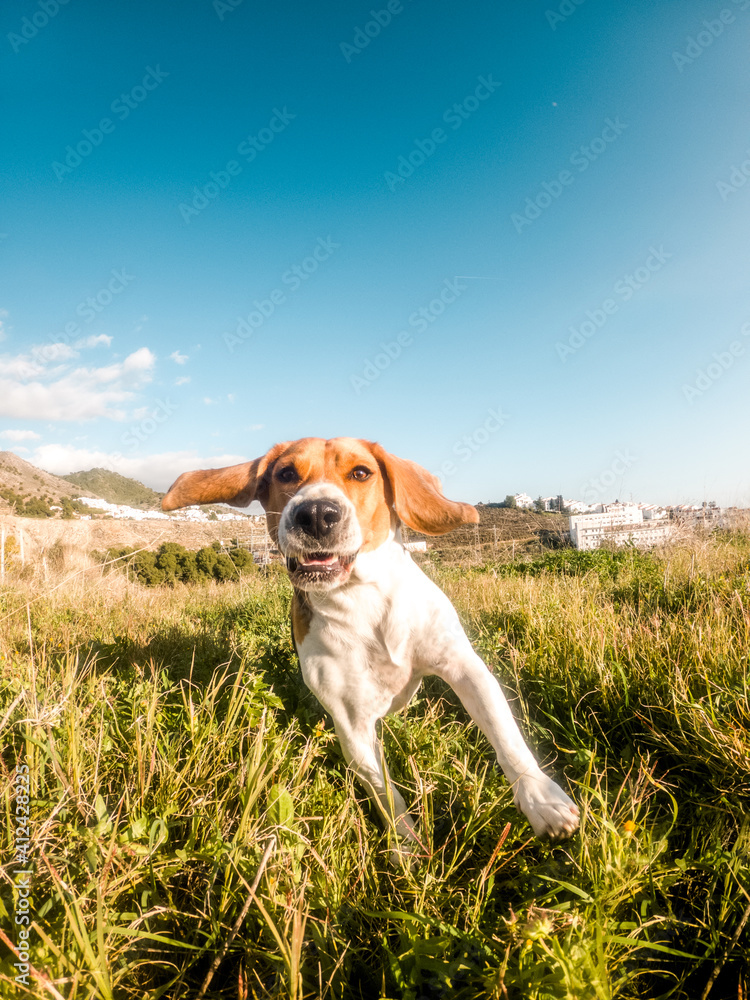 Beagle dog running on the grass