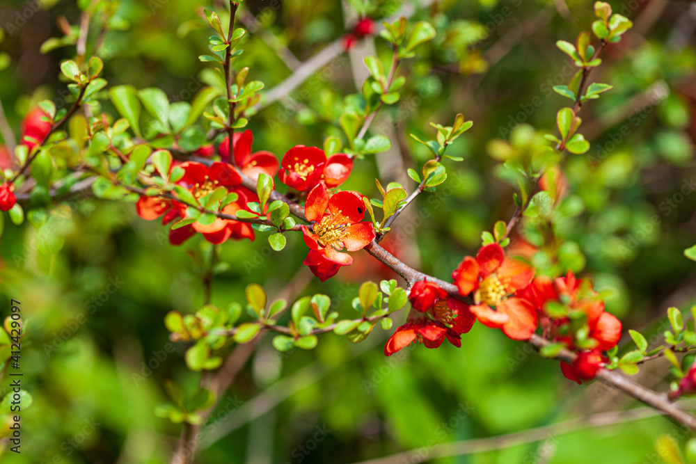 Obraz premium Chaenomeles flowers in the garden