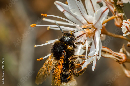 Bumblebee on Asphodel Flower in Sardinia, Macro Photography, Close Up Photography