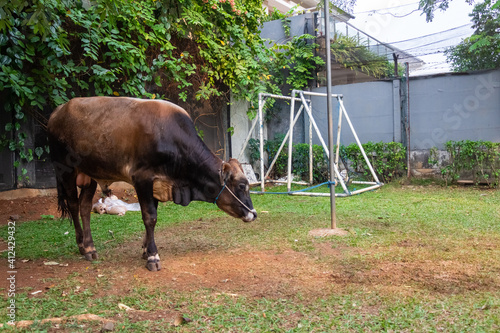 A cow tied up for eid al-adha, before being sacrificed in Jakarta, Indonesia photo