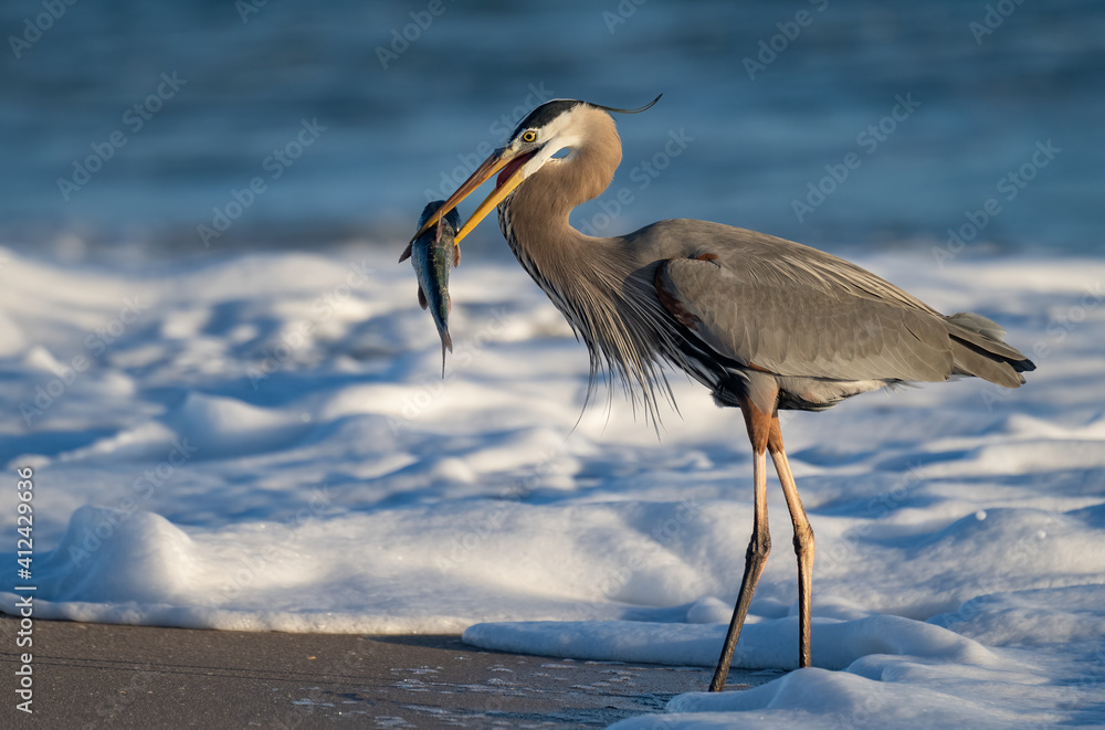 Obraz premium A great blue heron with a large fish on the beach in Florida 