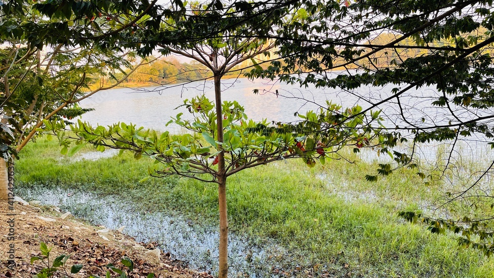 Fototapeta premium this is a tree that has colorful leaves