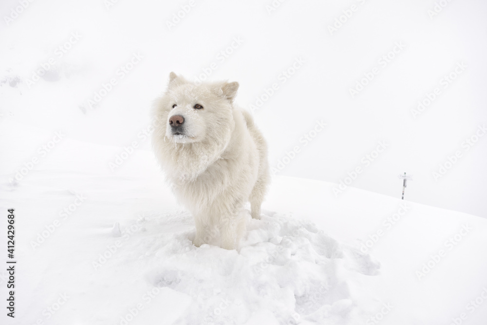 Fluffy white dog in the snow