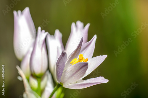 Wild Garlic Flower  Allium Ursinum  Sardinia  Macro Photography  Close Up