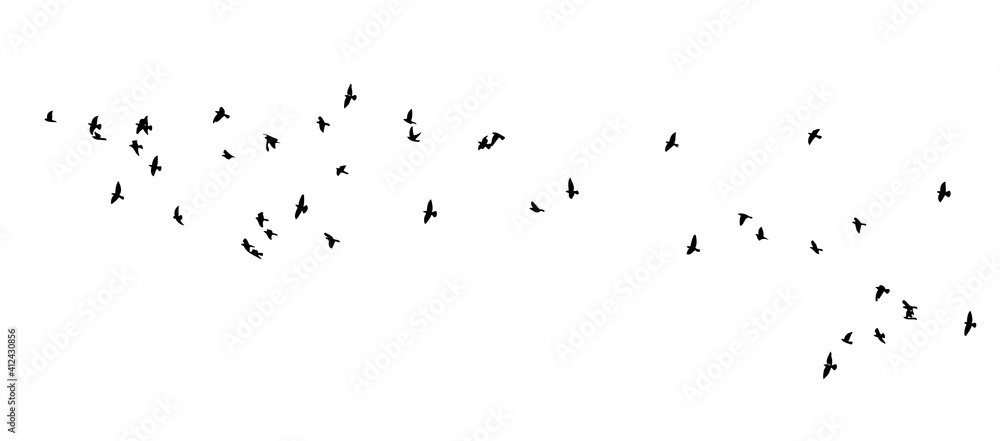 Obraz premium A flock of flying birds. Vector illustration