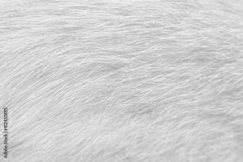 Canvas Print Line patterns fur cat texture white gray  background