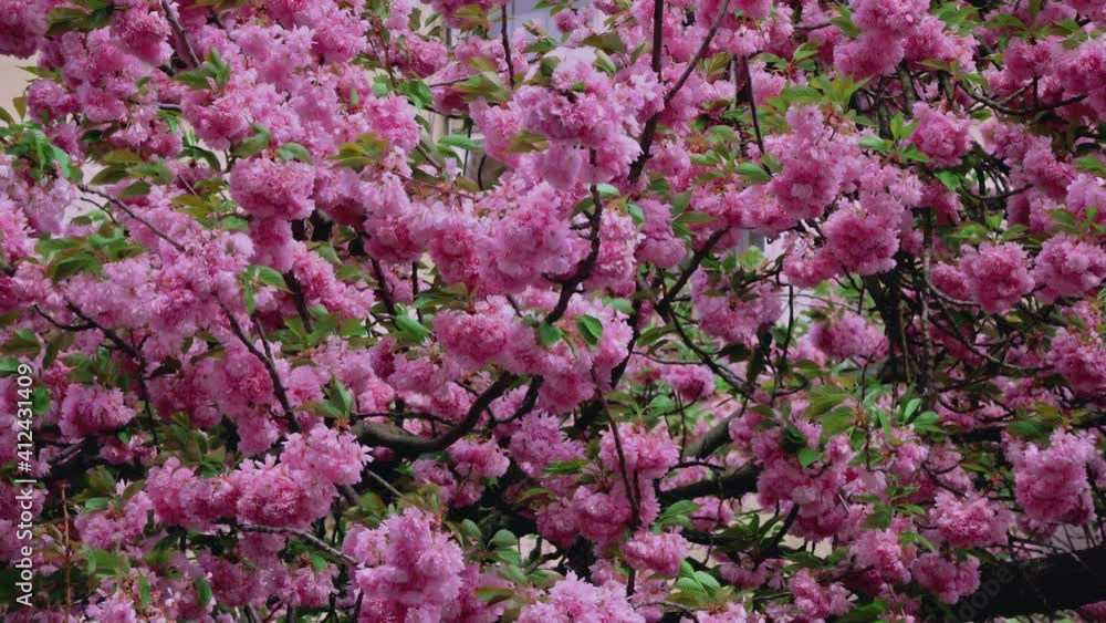 Branch with pink sakura blossoms natural Japan spring nature scene landscape Branch with pink sakura blossoms natural Japan spring nature scene landscape