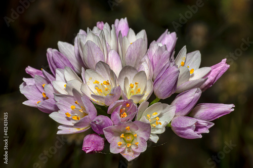 Wild Garlic Flower  Allium Ursinum  Sardinia  Macro Photography  Close Up