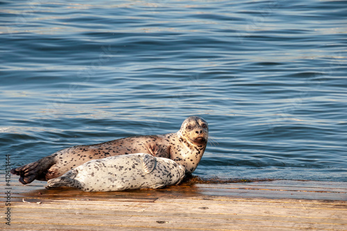 seal on the dock