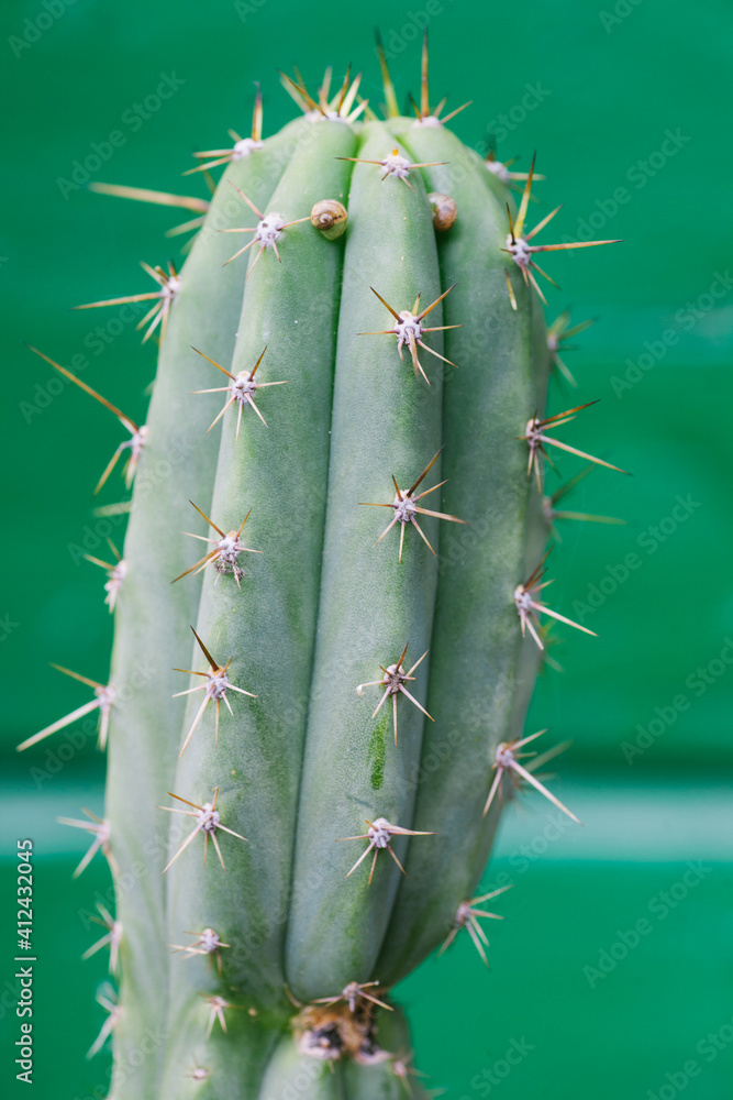 Cactus with two snails as it's eyes Cactus with two snails as it's eyes