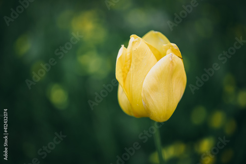 Yelow tuilip on a green grass background photo