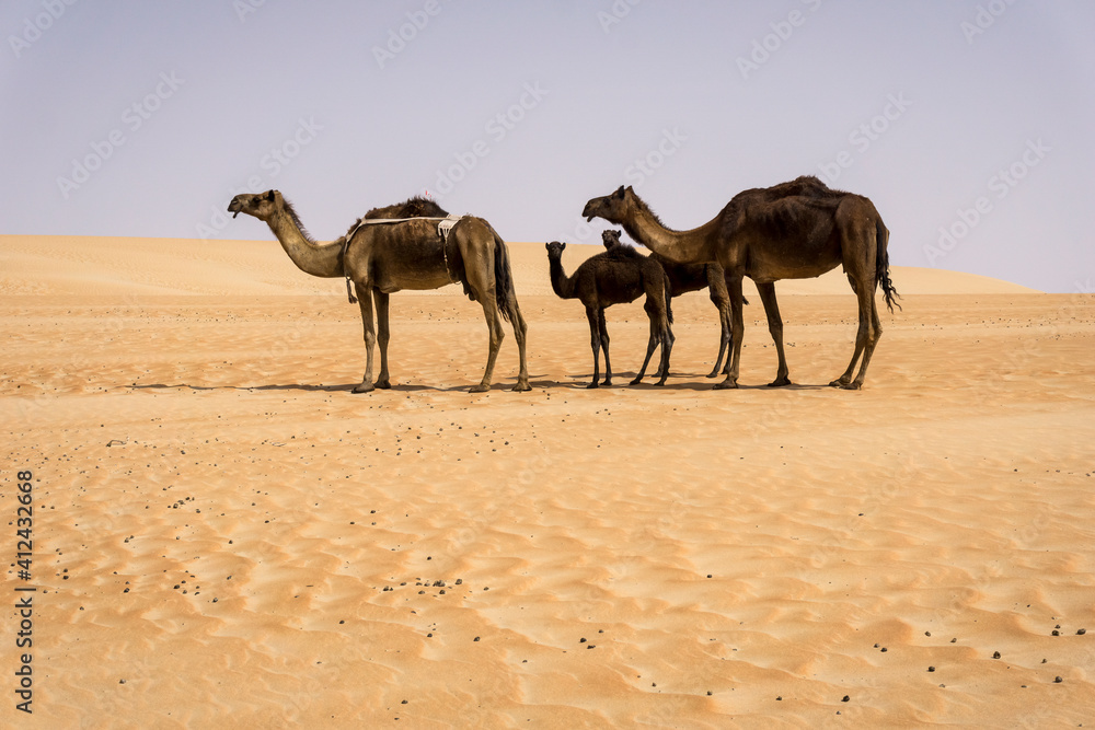 United Arab Emirates. Camels in the Empty Quarter desert. United Arab Emirates. Camels in the Empty Quarter desert.