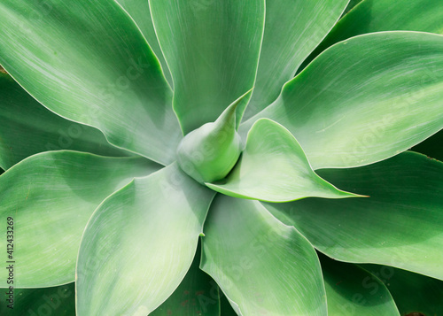 Wallpaper Mural agave plant Torontodigital.ca