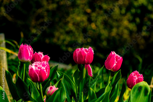 Wallpaper Mural 門司のチューリップ Torontodigital.ca