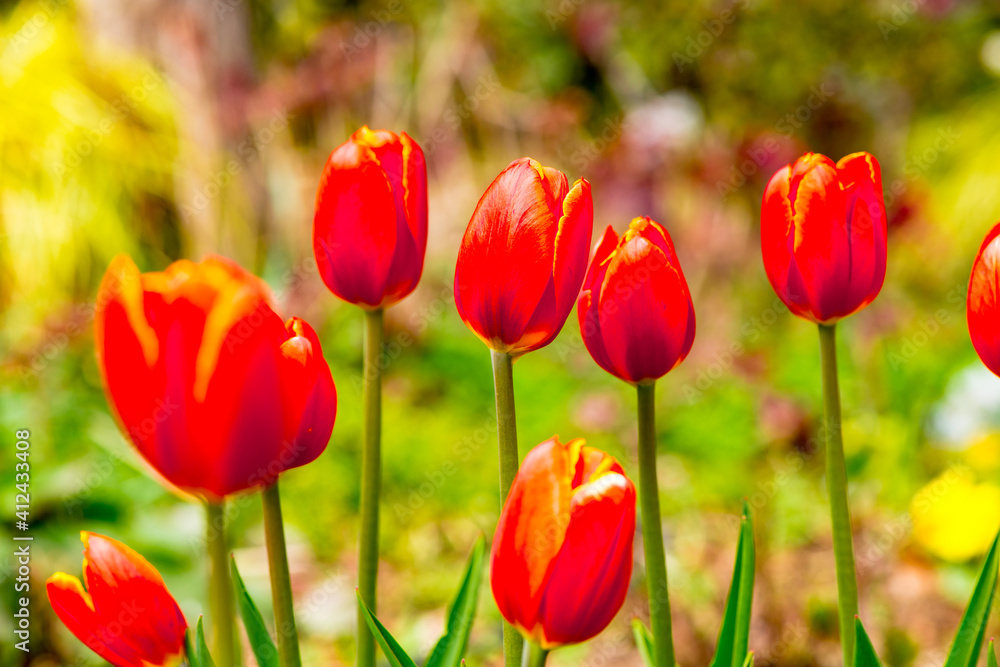 Fototapeta premium 門司のチューリップ