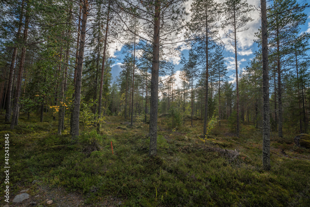 Less dense boreal forest next to the main road Less dense boreal forest next to the main road