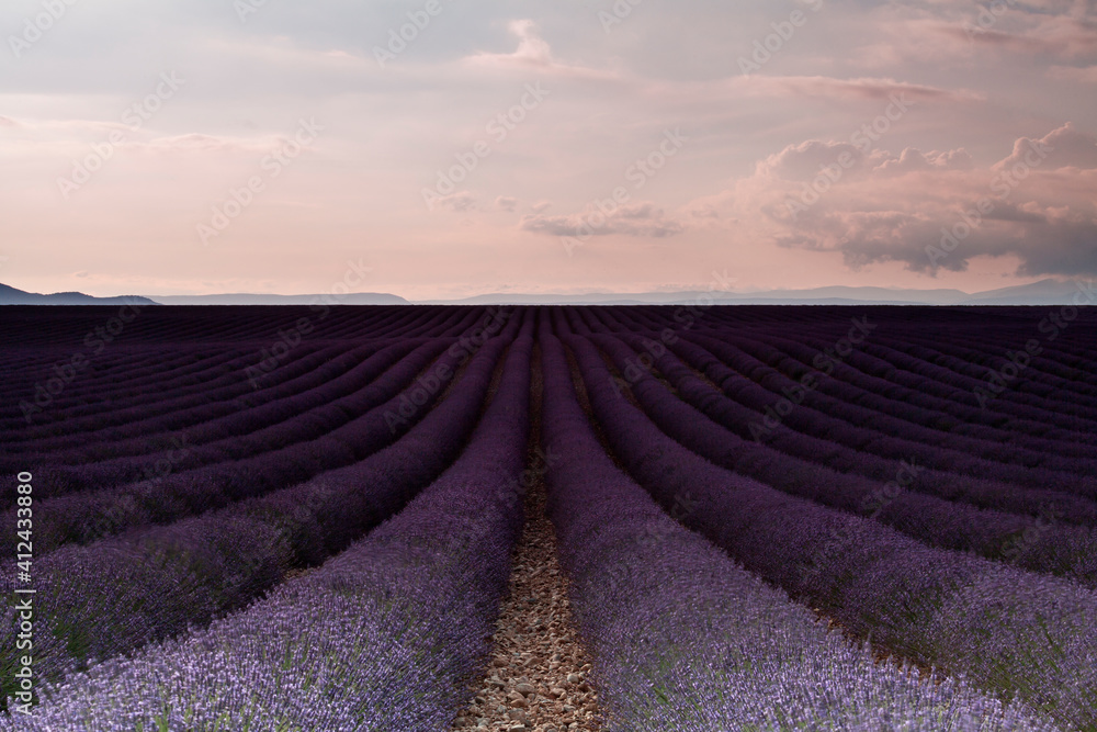 Lavender field at sunset Lavender field at sunset