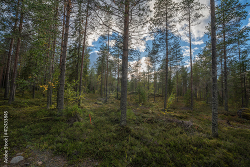 Less dense boreal forest next to the main road
