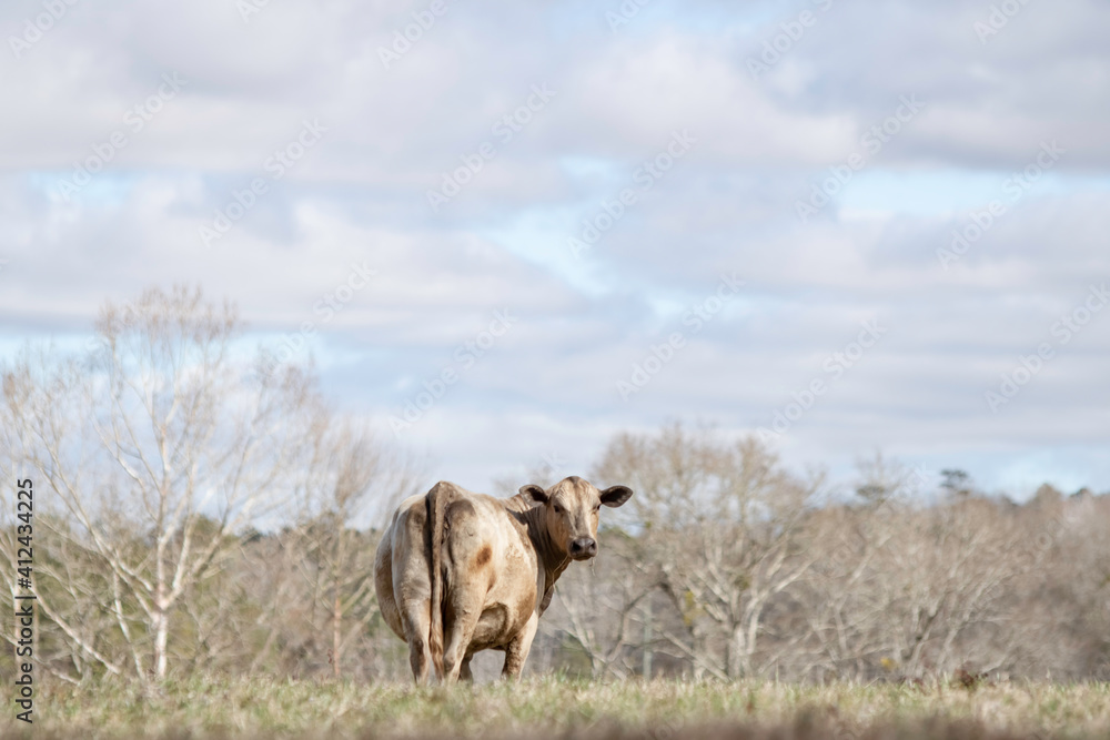 Lone white cow in winter pasture with negative space above Lone white cow in winter pasture with negative space above