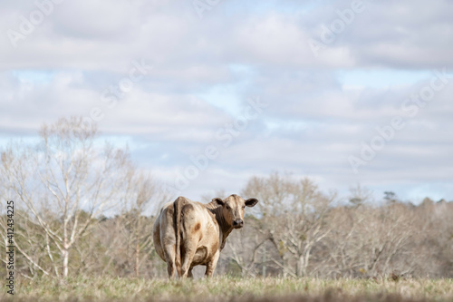 Lone white cow in winter pasture with negative space above