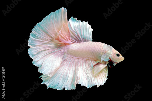 Pink betta fish, Fancy Halfmoon Betta, Betta splendens Pla-kad (biting fish), Rhythmic of Betta fish isolated on black background.