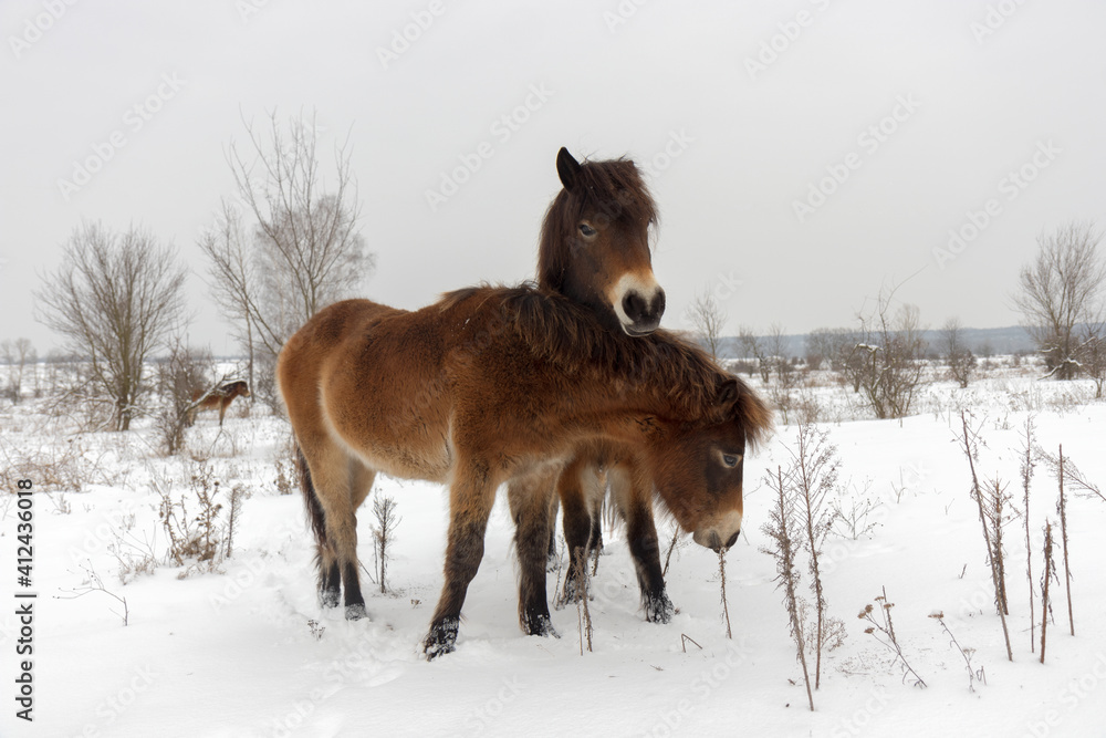 Exmoor ponnies, wild horses looking for food in a snowy landscape. Exmoor ponnies in the winter steppe near Milovice. Exmoor ponnies, wild horses looking for food in a snowy landscape. Exmoor ponnies in the winter steppe near Milovice.